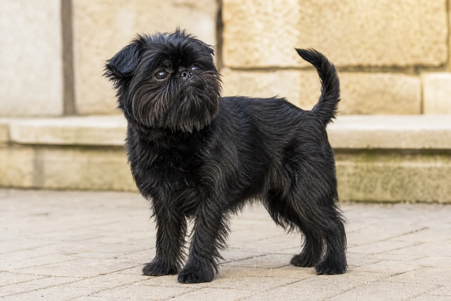 Affenpinscher