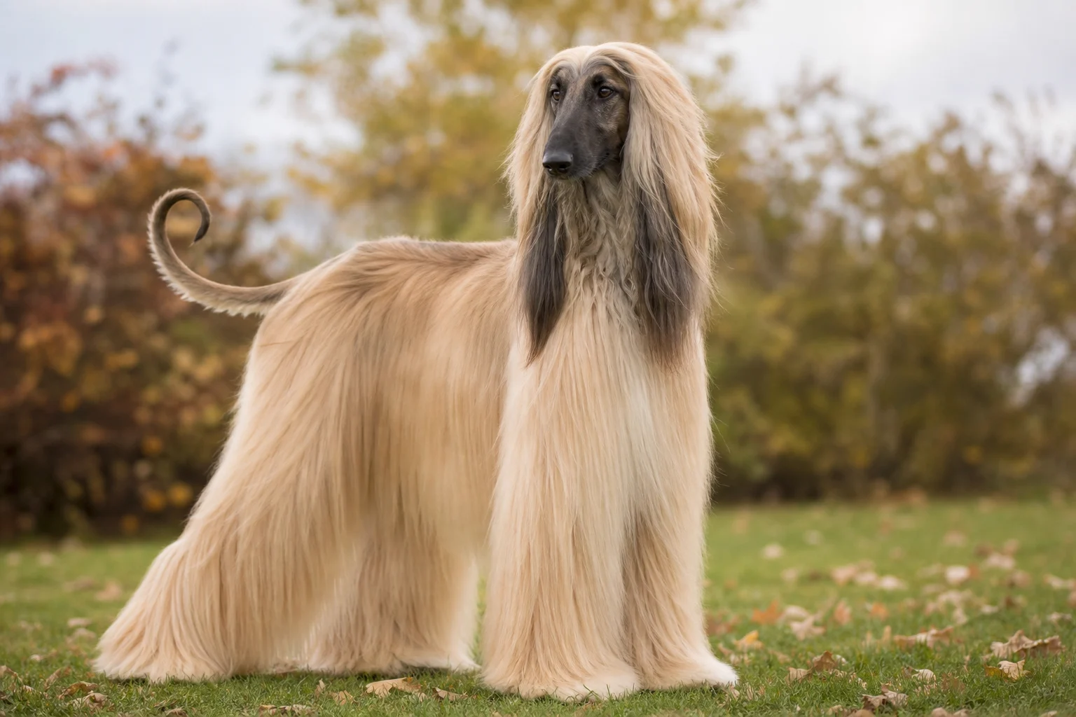 Afghanischer Windhund