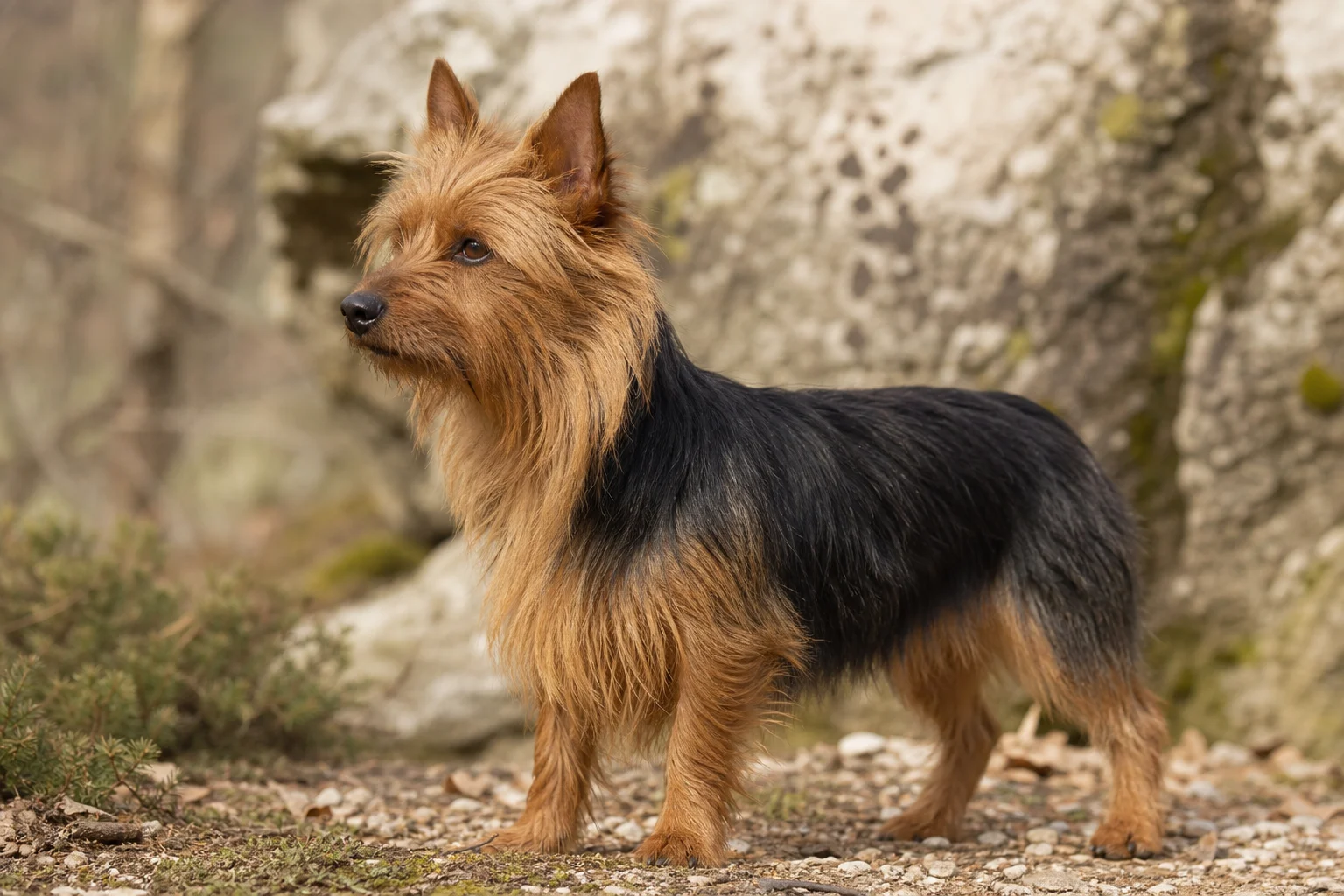 Australian Terrier