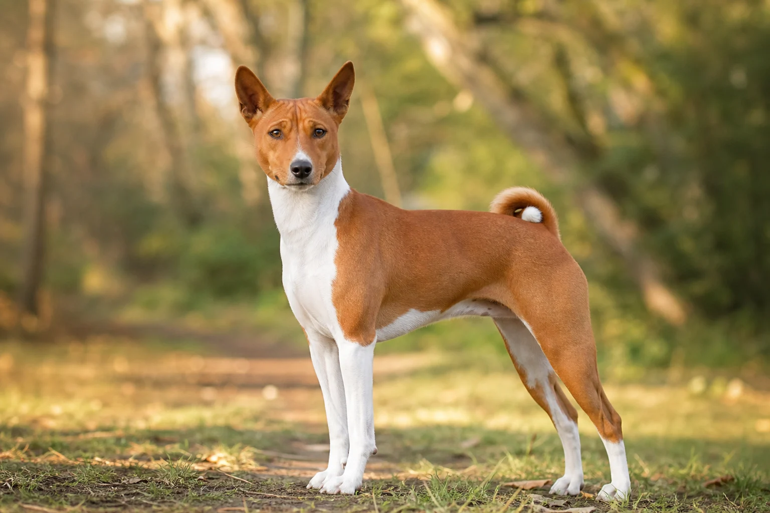 Basenji