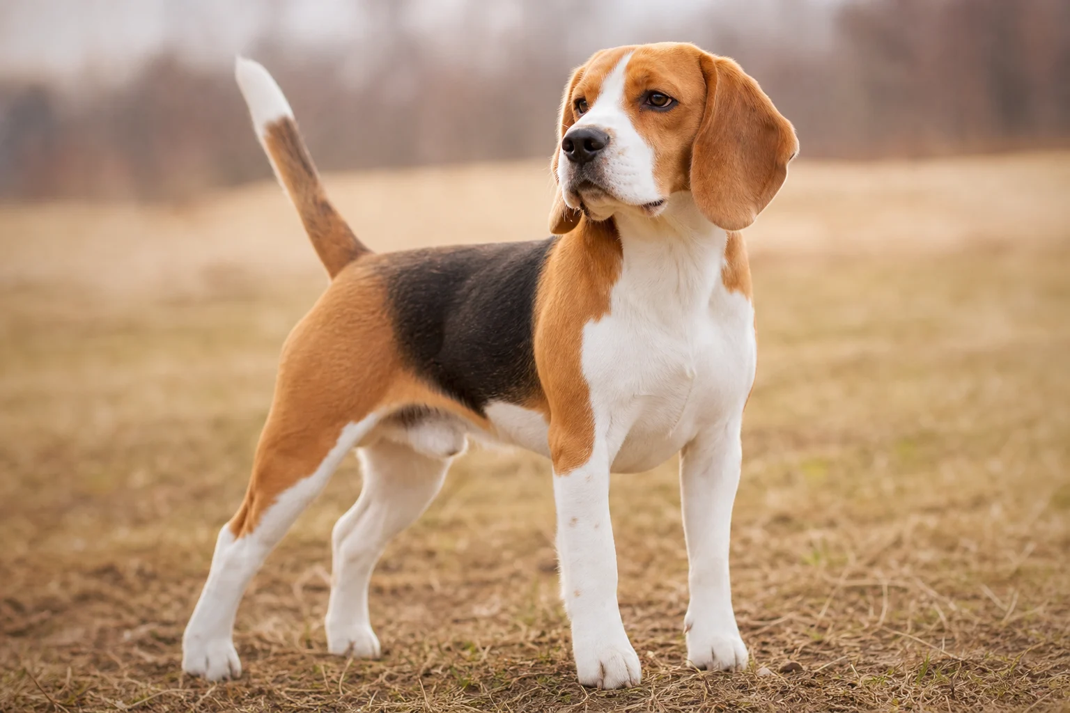 Beagle