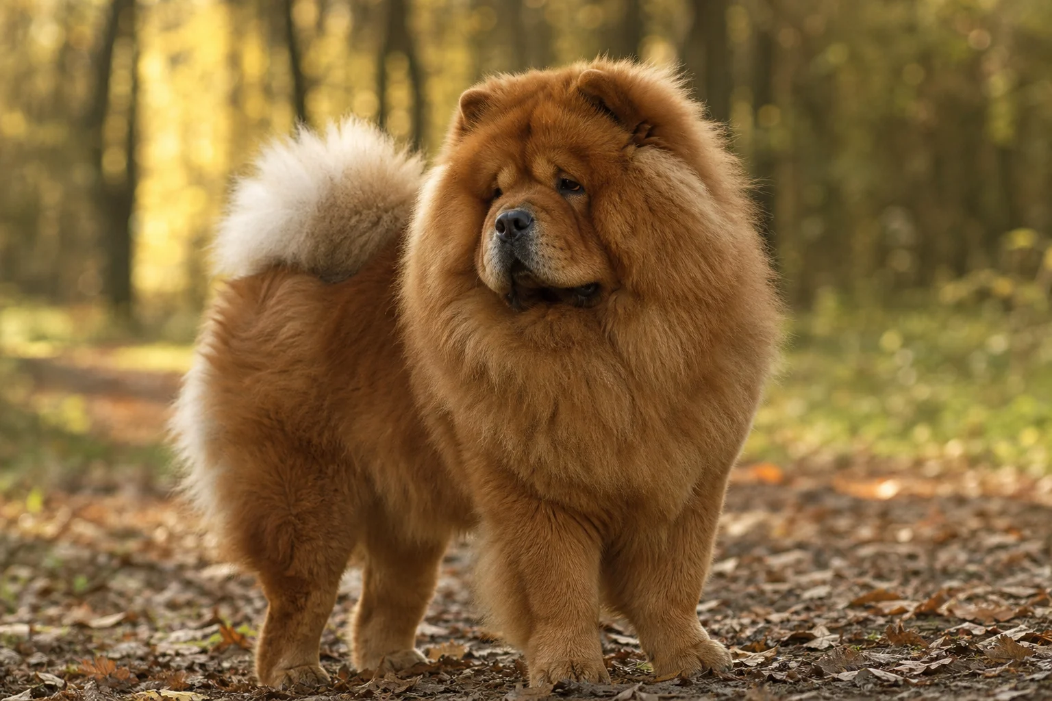 Chow-Chow