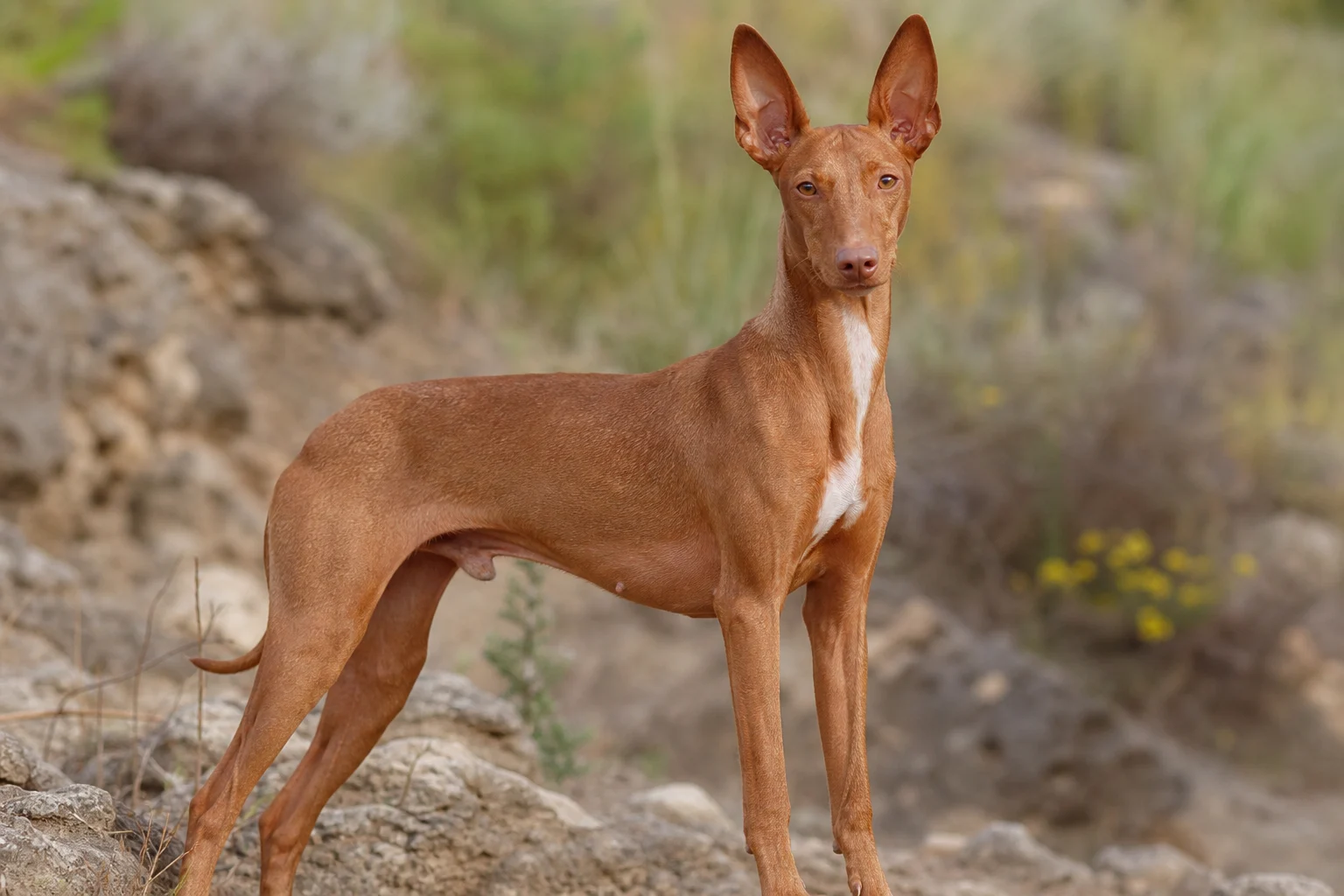 Cirneco dellEtna