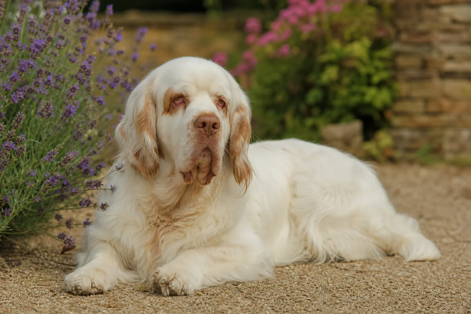Clumber Spaniel