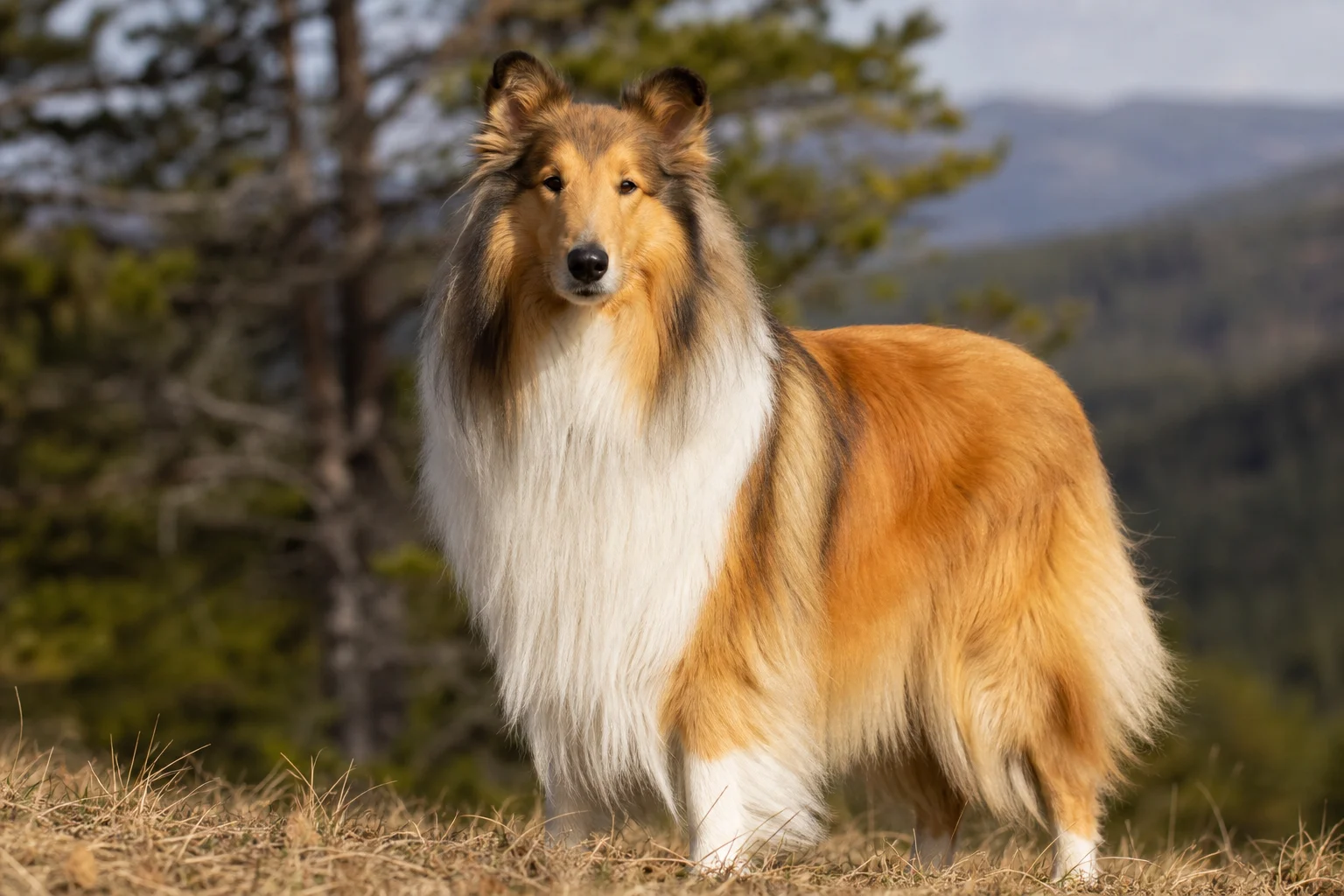 Collie
