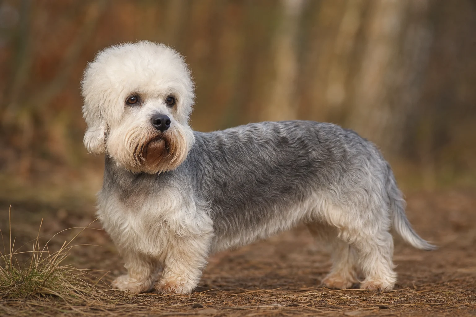 Dandie Dinmont Terrier