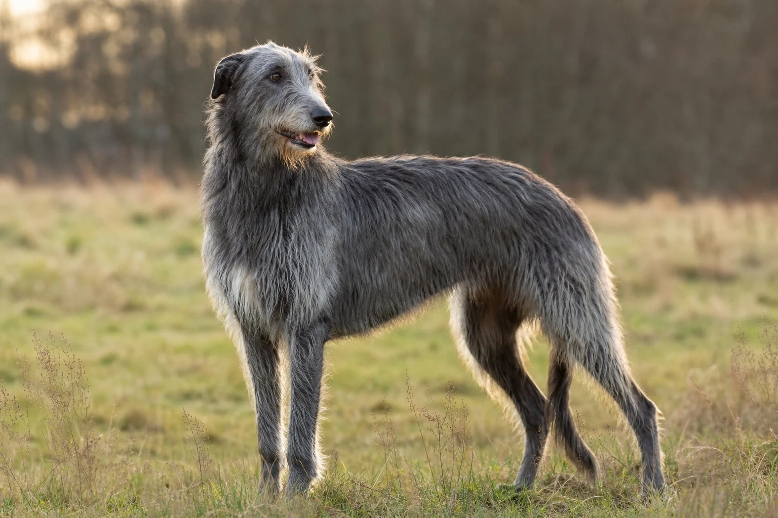 Deerhound