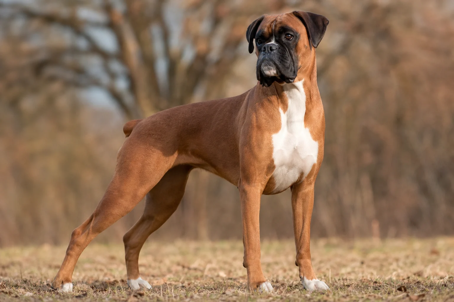 Deutscher Boxer