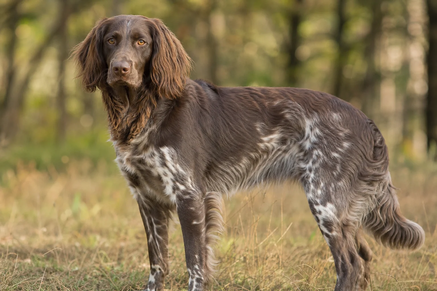 Deutscher Wachtelhund