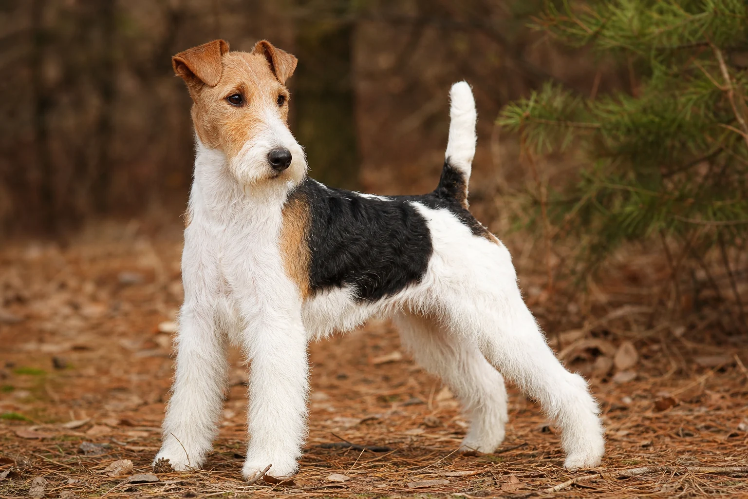 Drahthaar Foxterrier