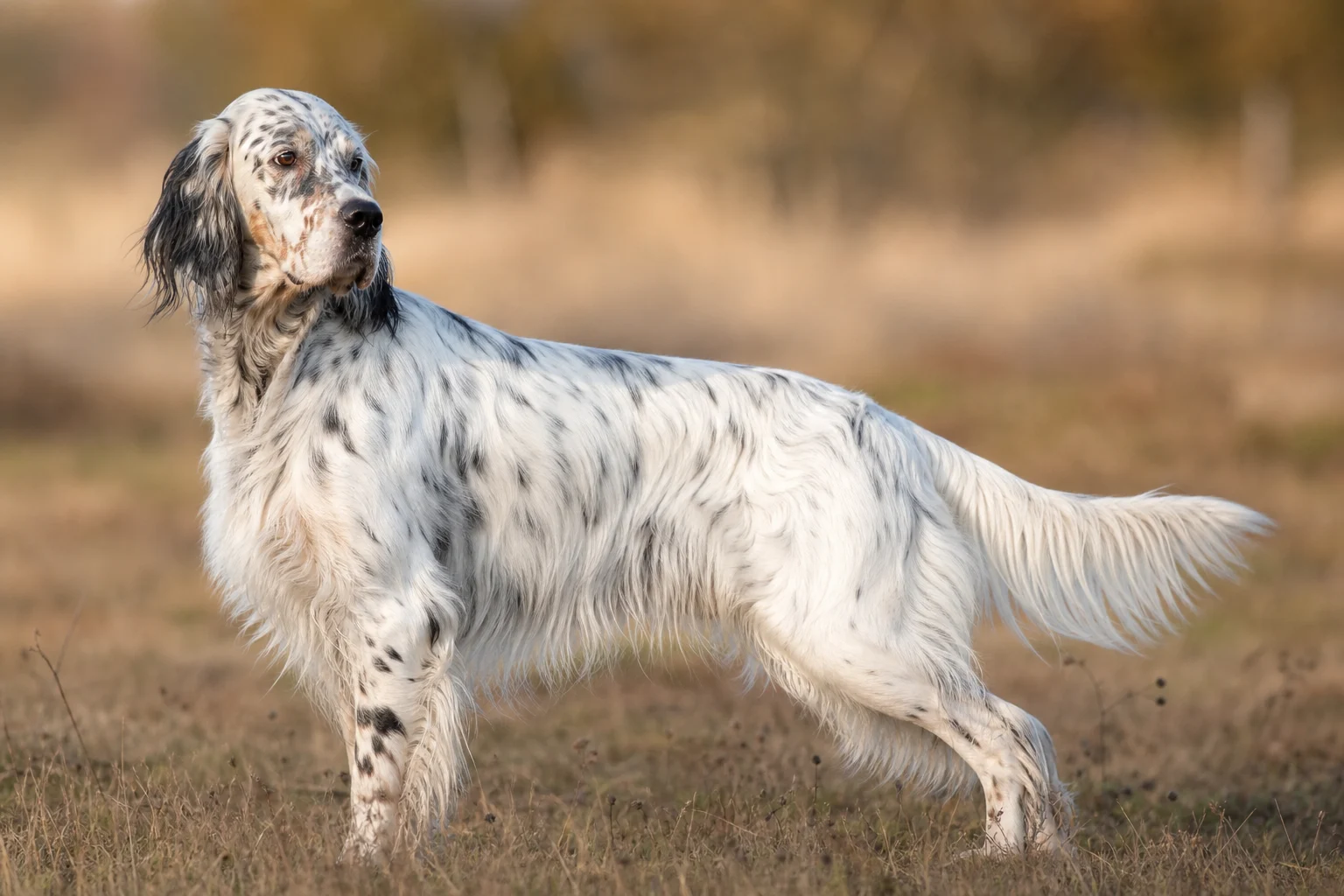 English Setter