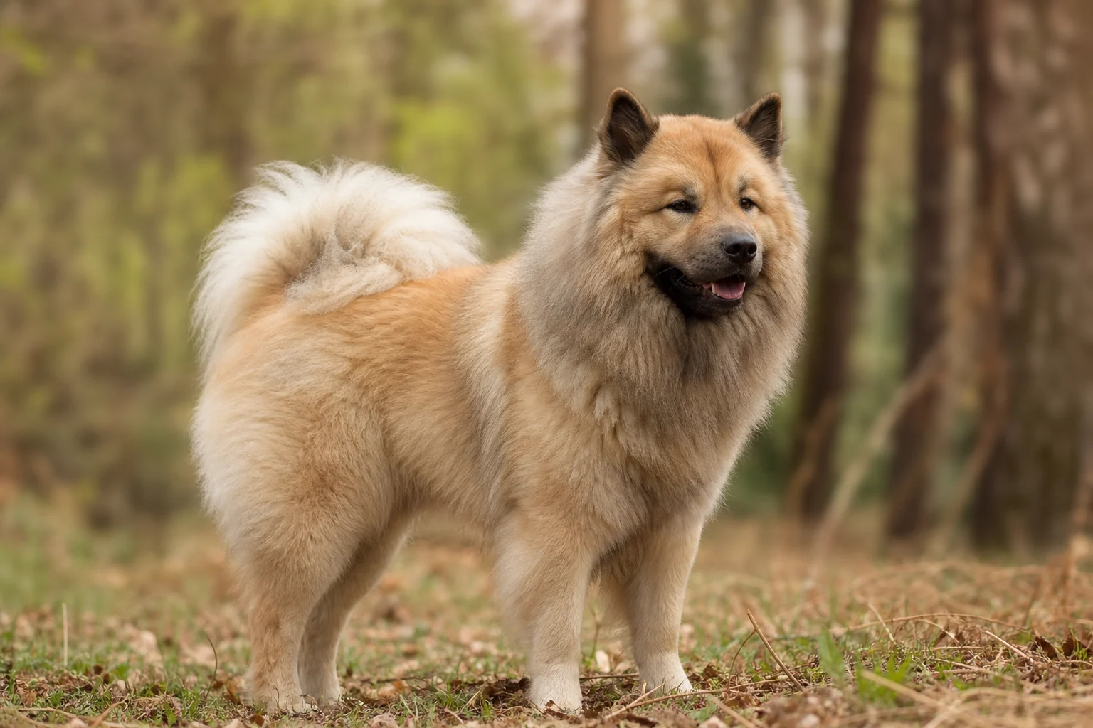 Eurasier