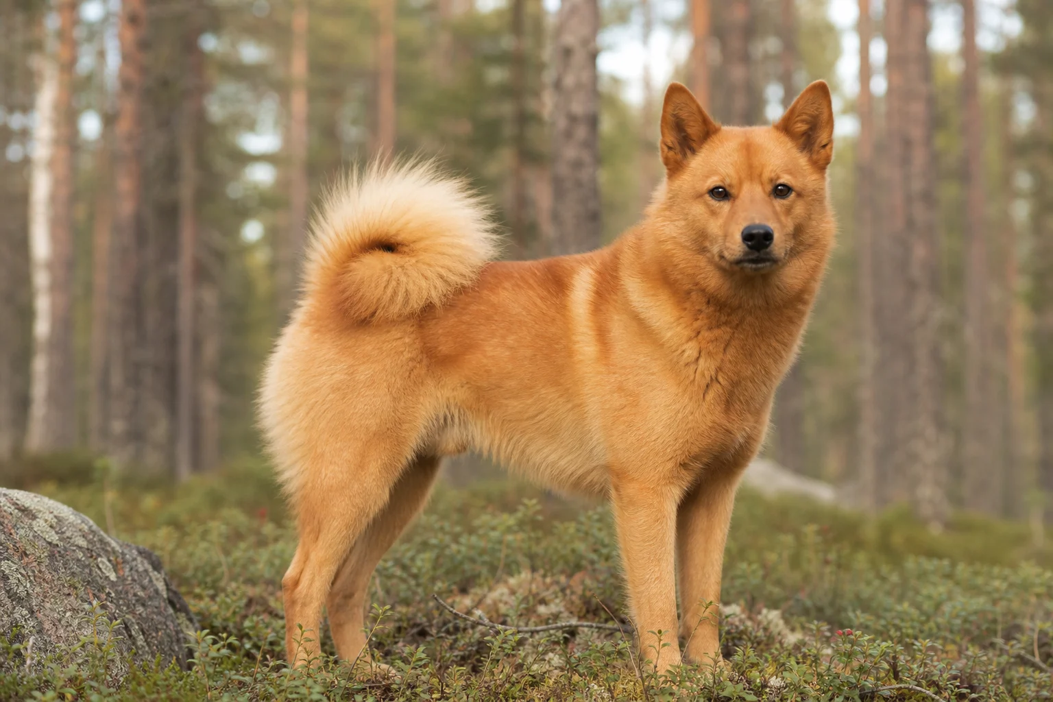 Finnen-Spitz