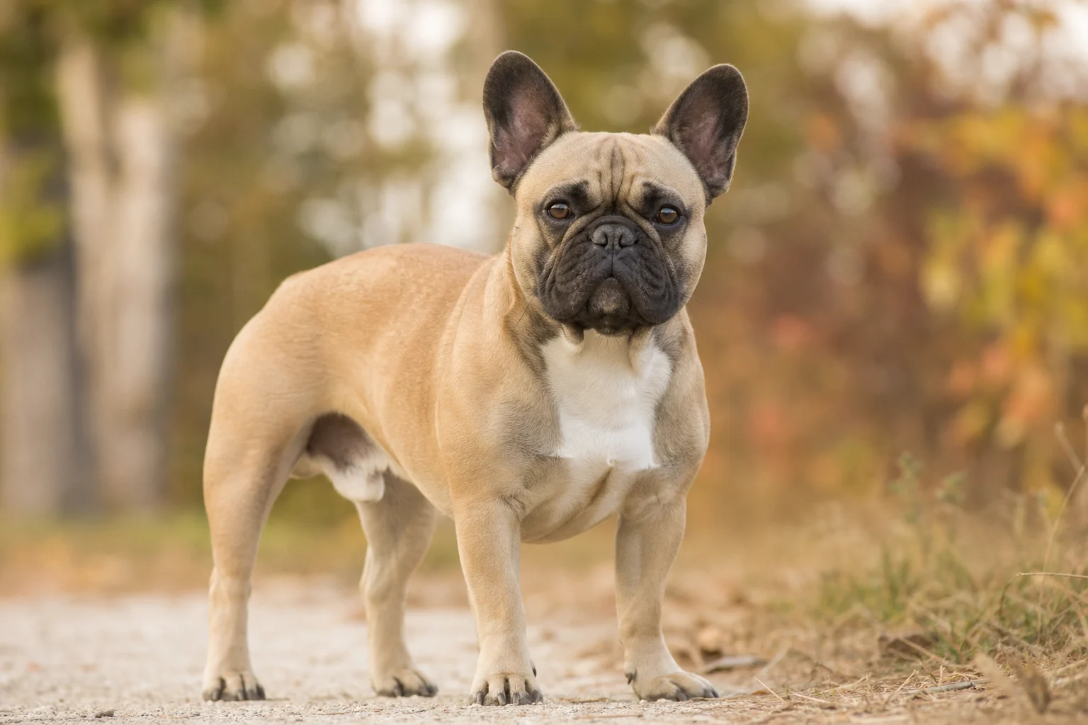 Französische Bulldogge