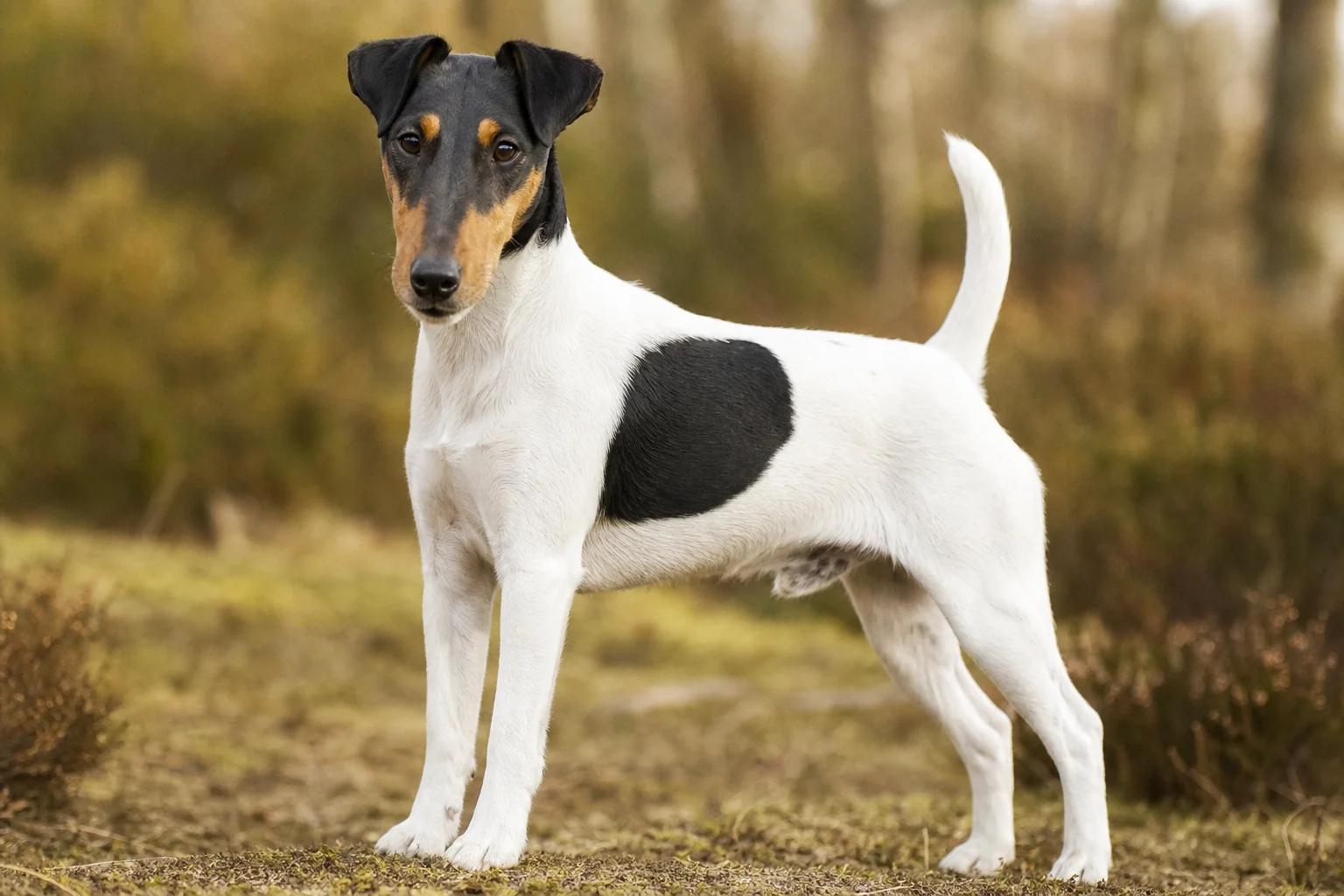 Glatthaar Foxterrier