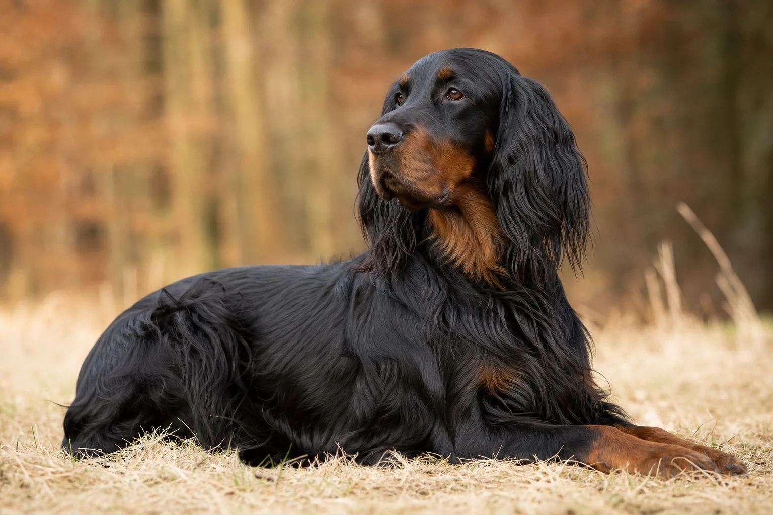 Gordon Setter