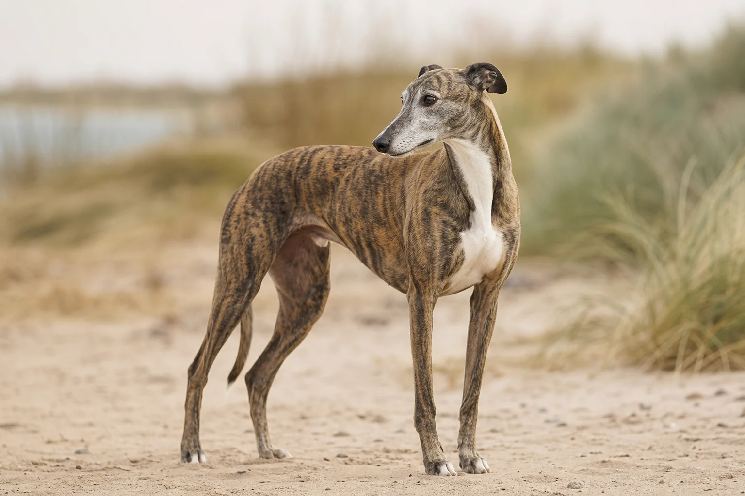Greyhound
