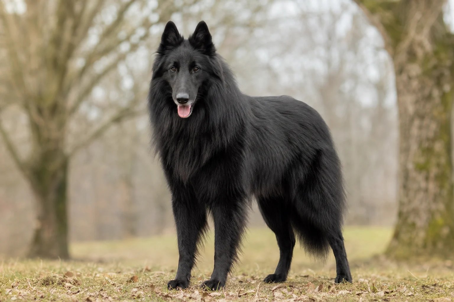 Groenendael