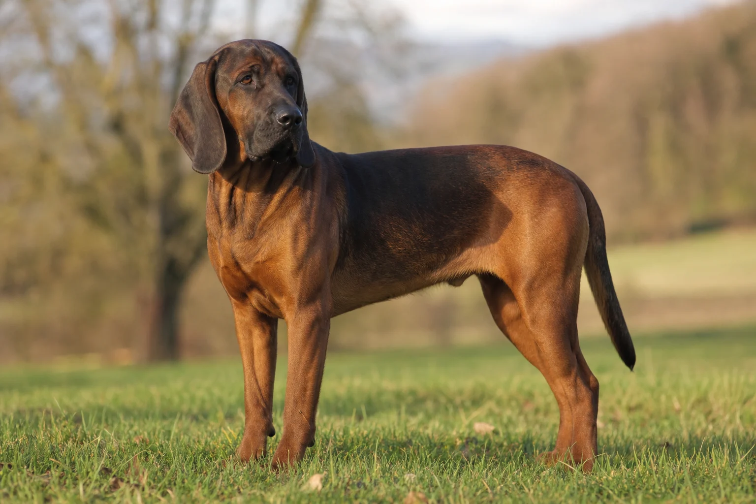 Hannoverscher Schweißhund