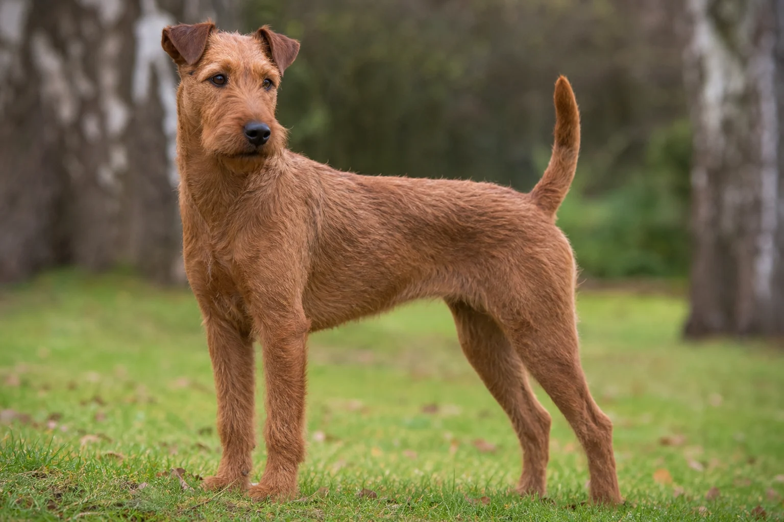 Irish Terrier