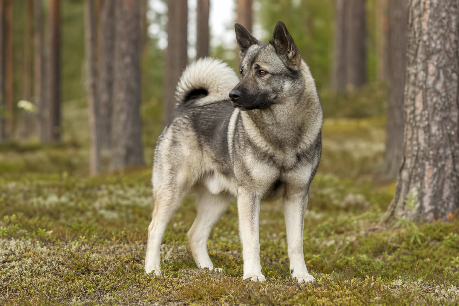 Jämthund