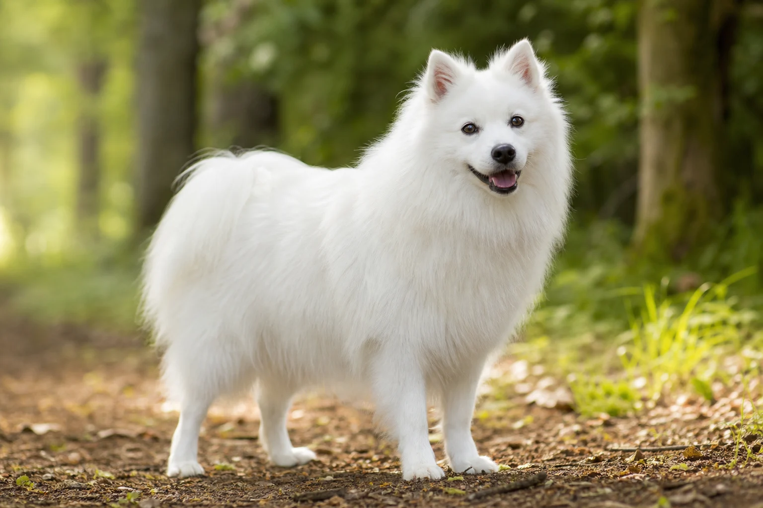 Japan Spitz