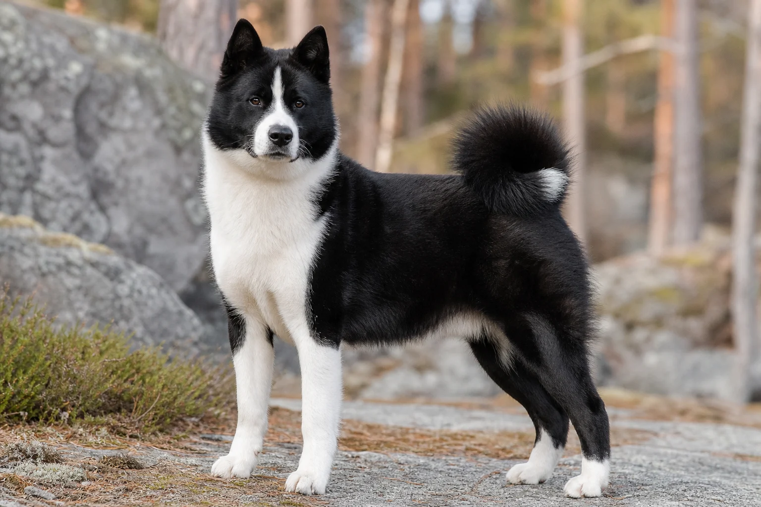 Karelischer Bärenhund