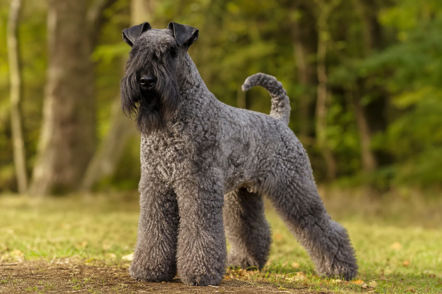 Kerry Blue Terrier