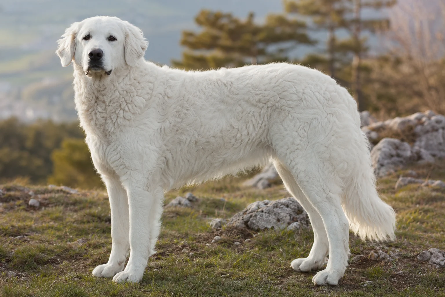 Kuvasz