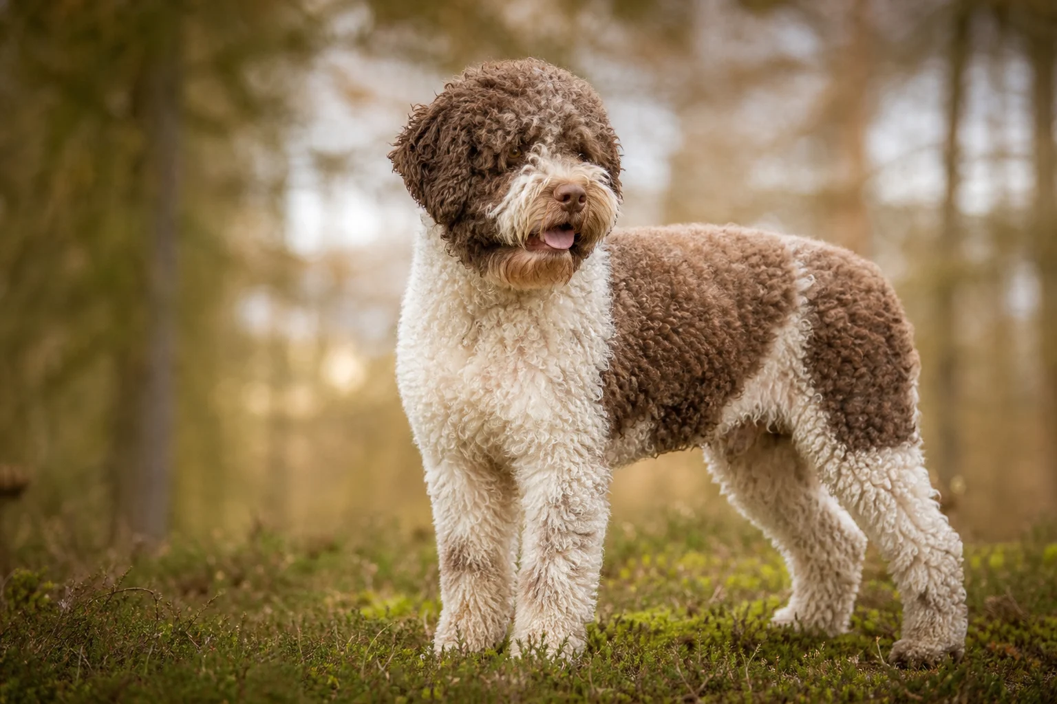 Lagotto Romagnolo