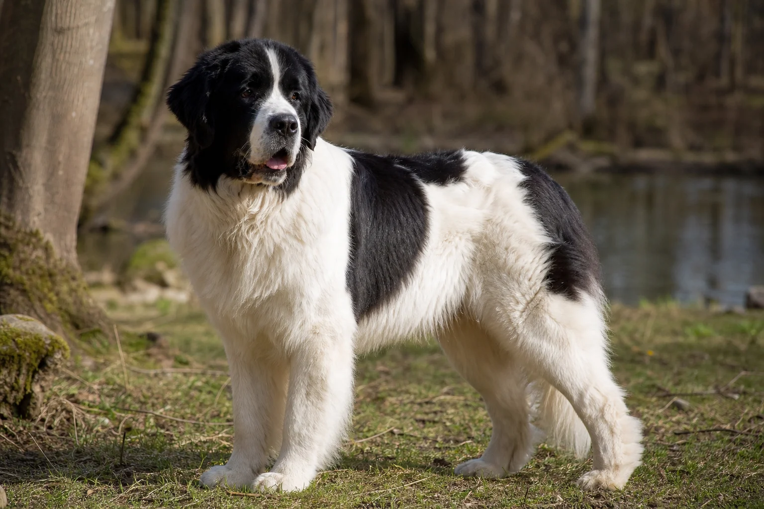 Landseer
