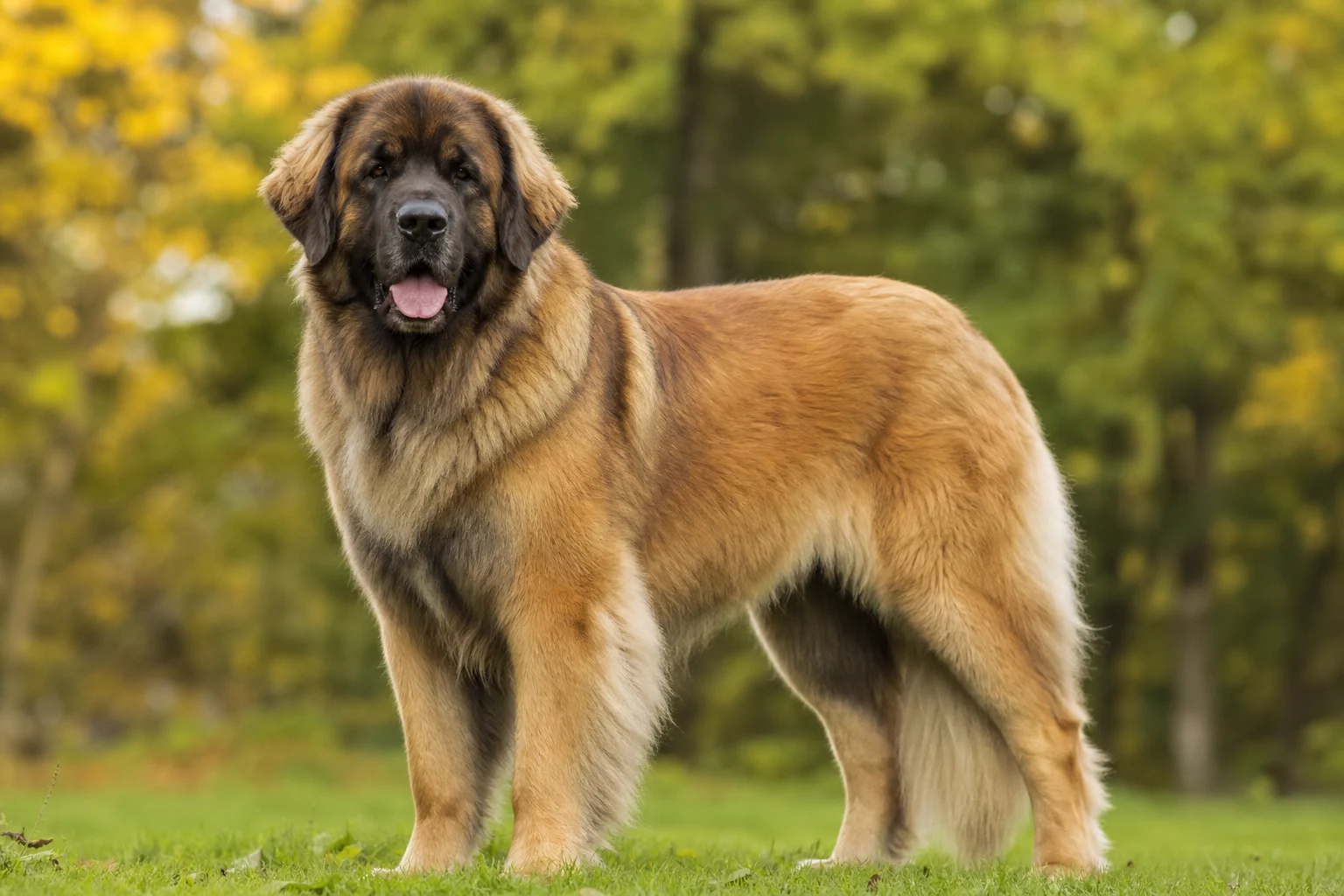 Leonberger