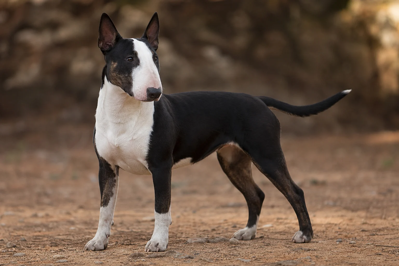 Miniature Bull Terrier