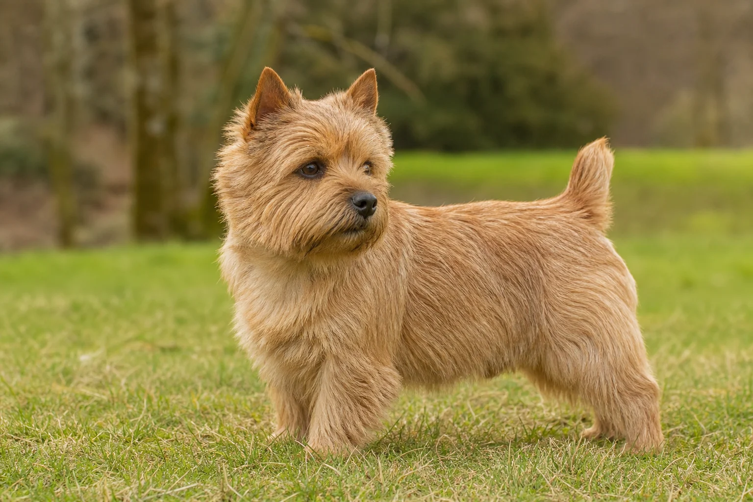 Norwich Terrier