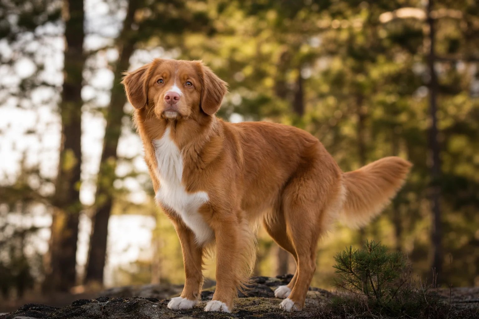 Nova Scotia Duck Tolling Retriever