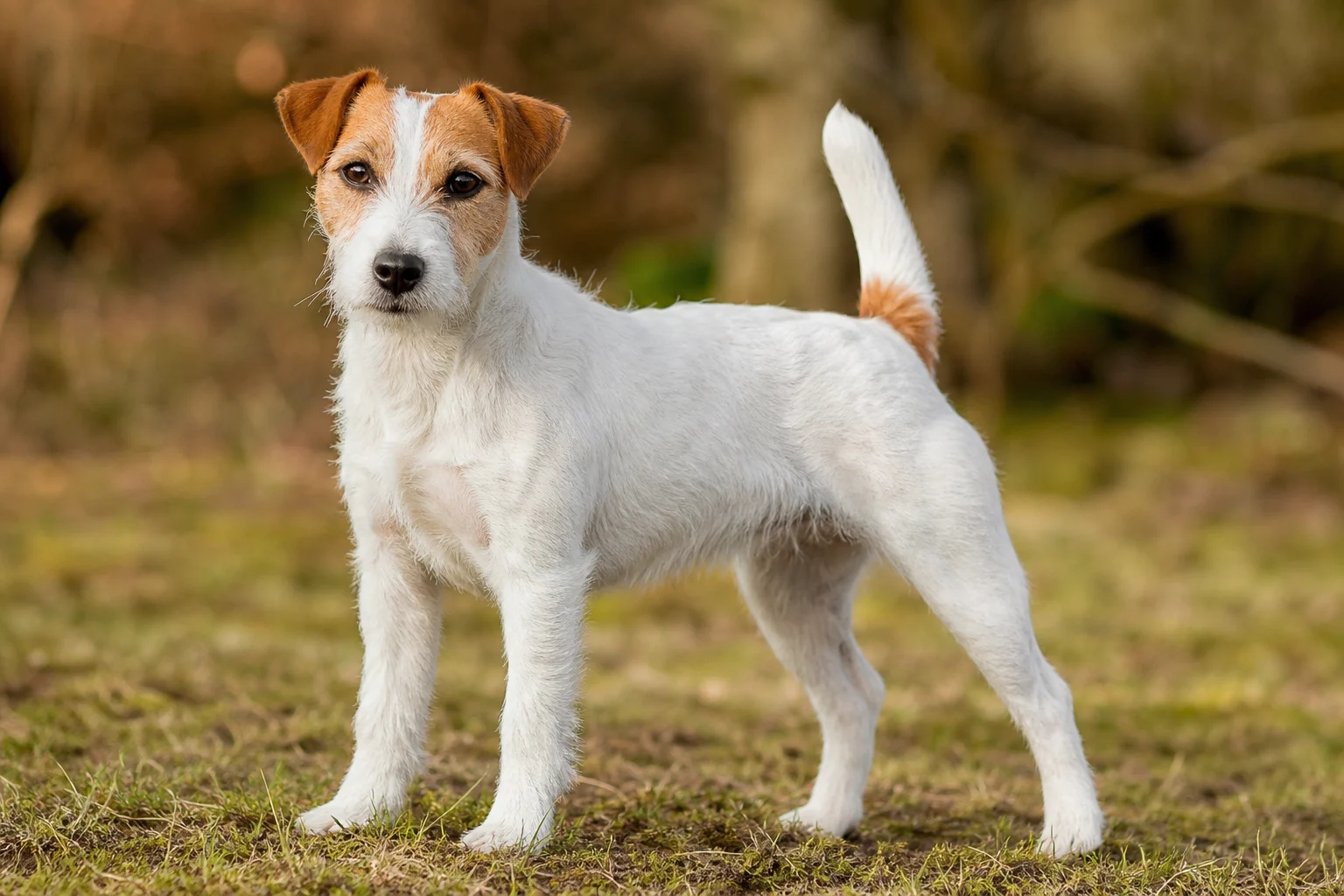 Parson Russell Terrier