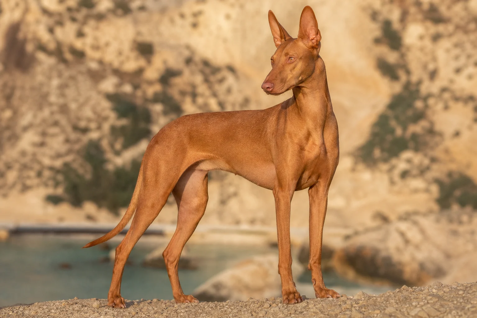 Pharaonenhund
