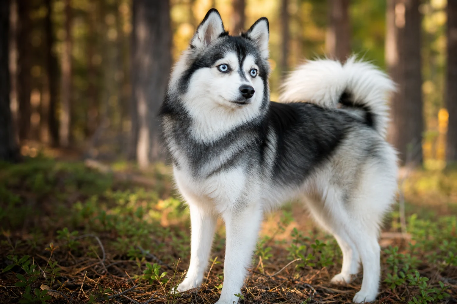 Pomsky