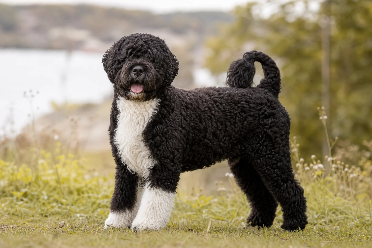 Portugiesischer Wasserhund