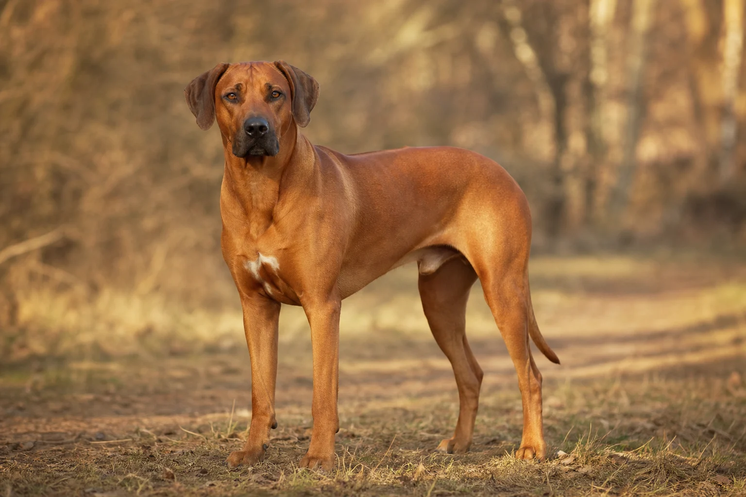Rhodesian Ridgeback