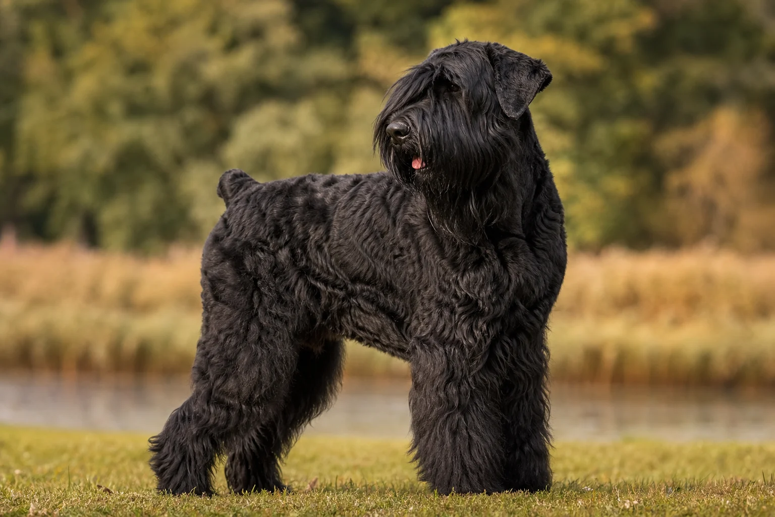 Russischer Schwarzer Terrier
