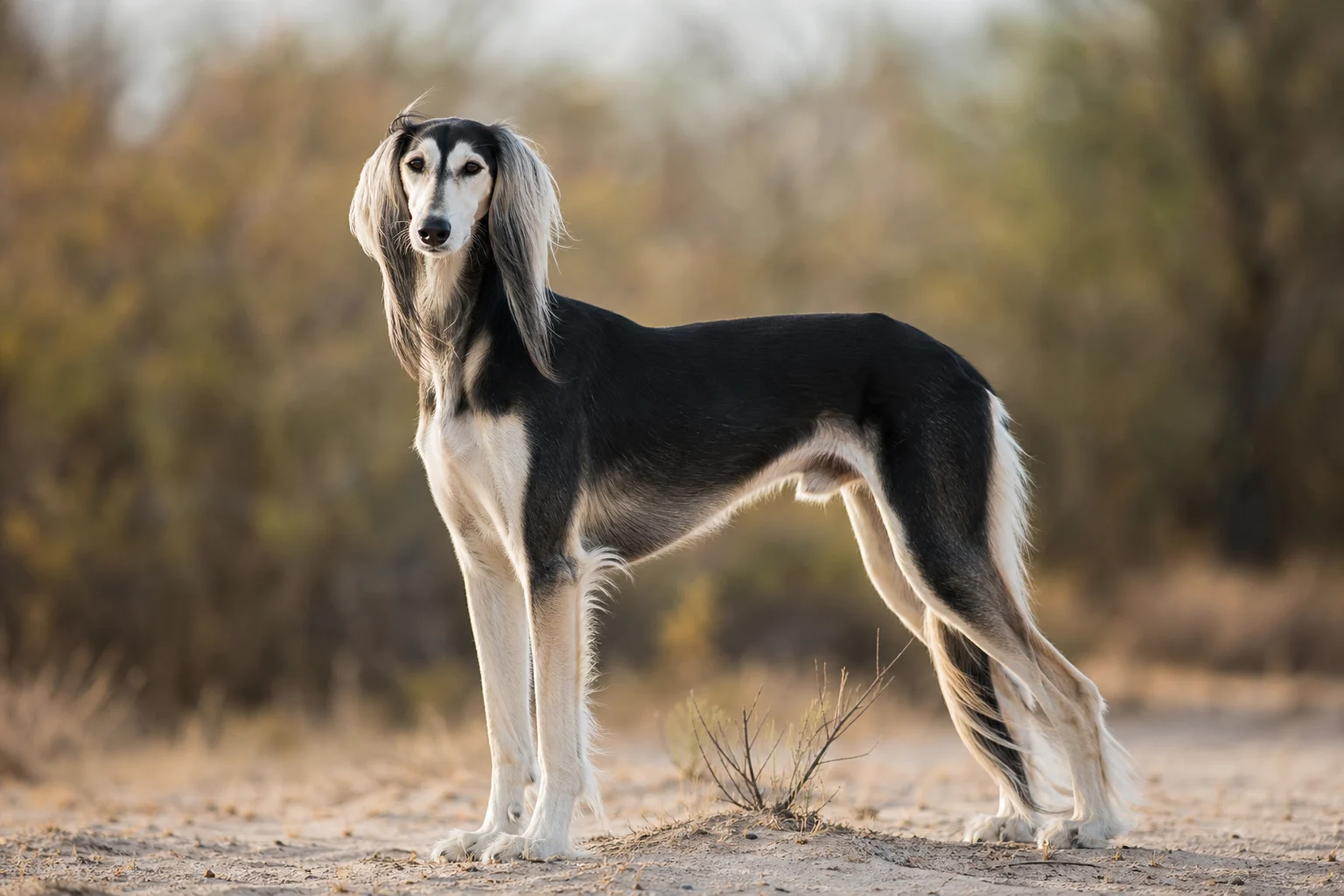 Saluki