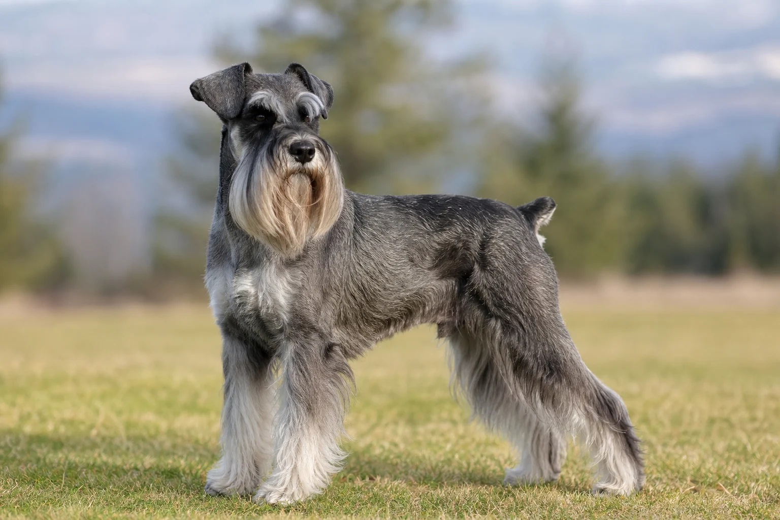 Schnauzer