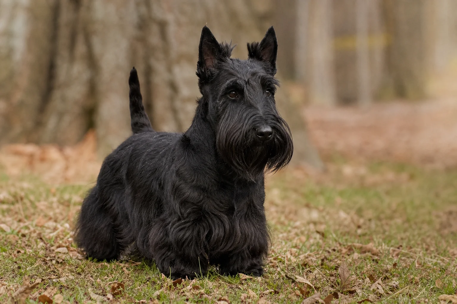 Scottish Terrier