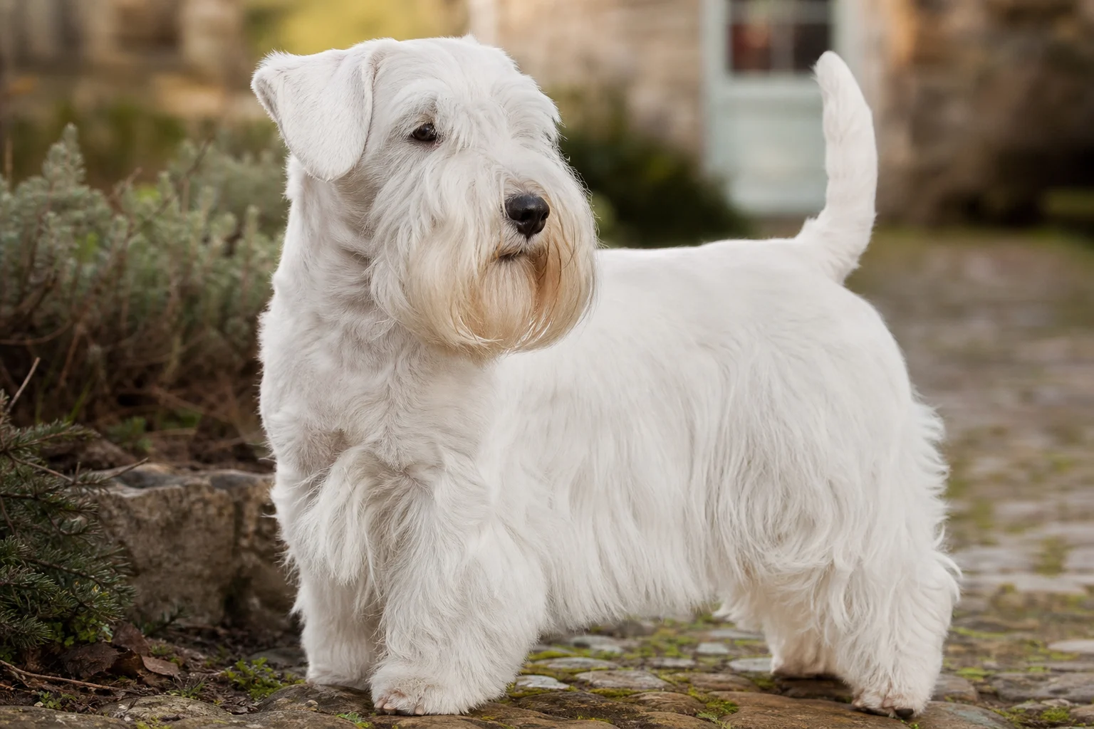 Sealyham Terrier