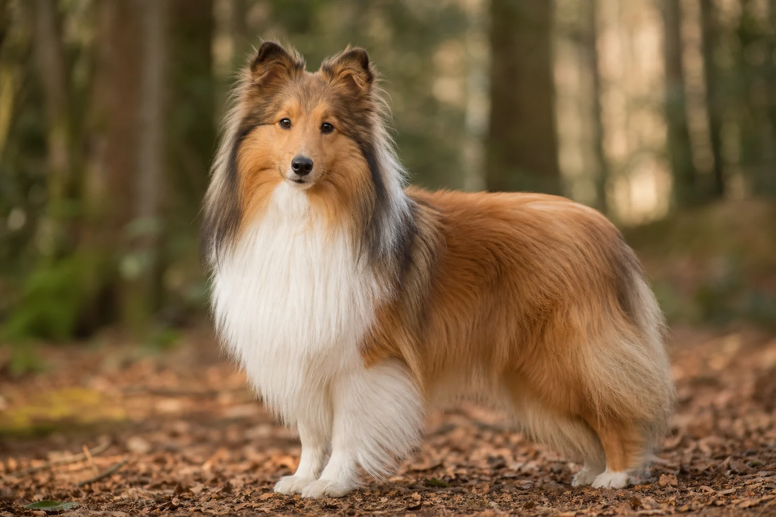 Shetland Sheepdog
