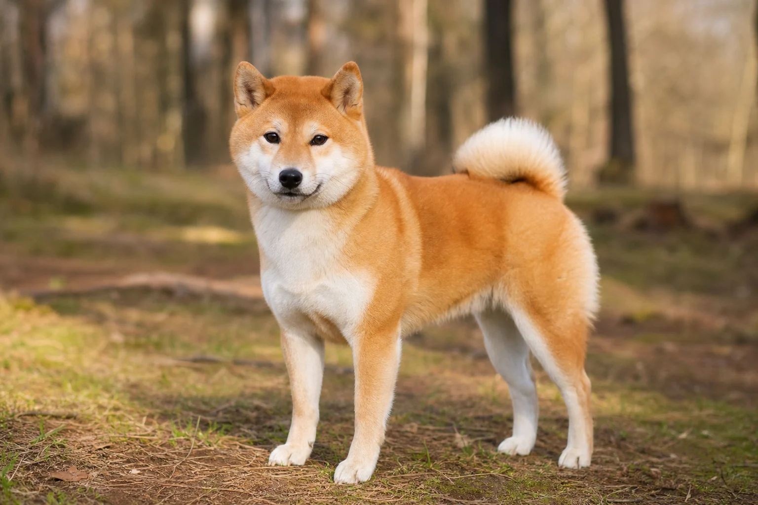 Shiba Inu