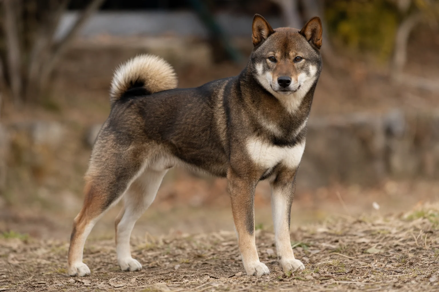 Shikoku