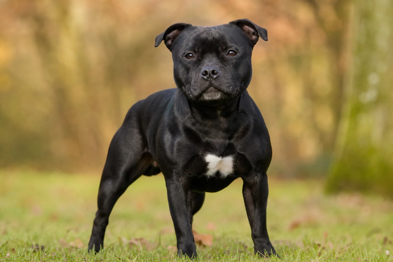 Staffordshire Bullterrier
