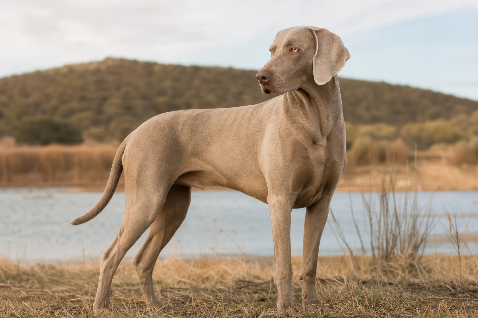 Weimaraner